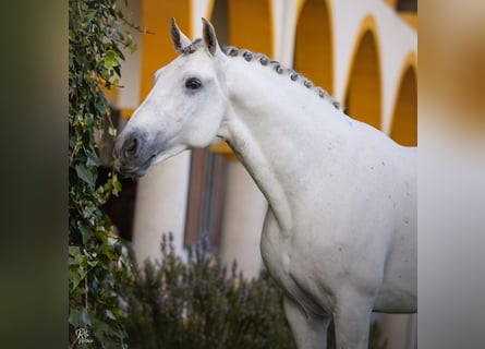 Lusitano, Hengst, 9 Jaar, 162 cm, Wit