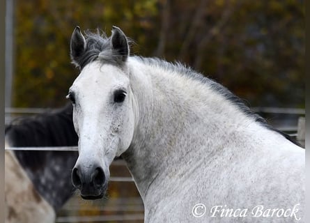 Lusitano, Klacz, 10 lat, 158 cm, Siwa