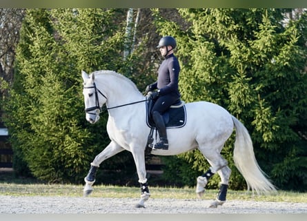 Lusitano, Klacz, 10 lat, 162 cm, Siwa