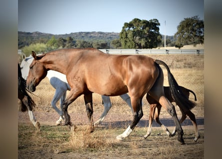 Lusitano, Klacz, 10 lat, 166 cm, Gniada