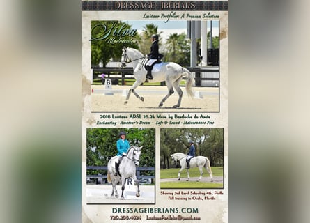 Lusitano, Klacz, 10 lat, 167 cm, Siwa