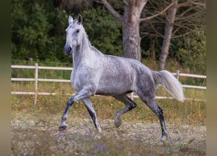 Lusitano, Klacz, 10 lat, 171 cm, Siwa w hreczce