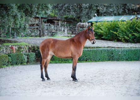 Lusitano, Klacz, 10 lat, Gniada