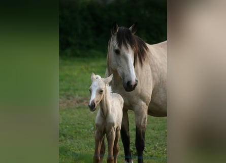 Lusitano, Klacz, 11 lat, 160 cm, Bułana