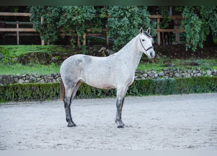 Lusitano, Klacz, 11 lat, Siwa