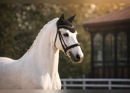 Lusitano, Klacz, 12 lat, 160 cm, Biała