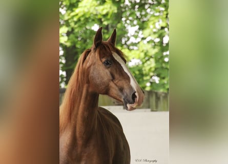 Lusitano, Klacz, 13 lat, 157 cm, Perłowa