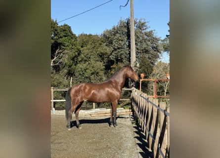 Lusitano, Klacz, 13 lat, 165 cm, Gniada