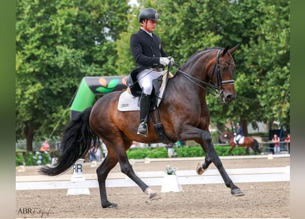 Lusitano Mix, Klacz, 14 lat, 170 cm, Ciemnogniada