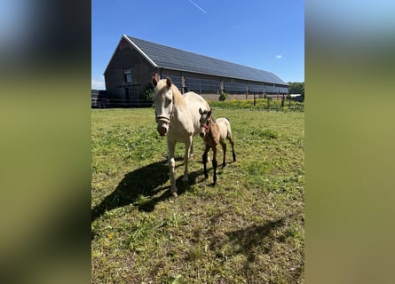 Lusitano, Klacz, 15 lat, 160 cm, Cremello