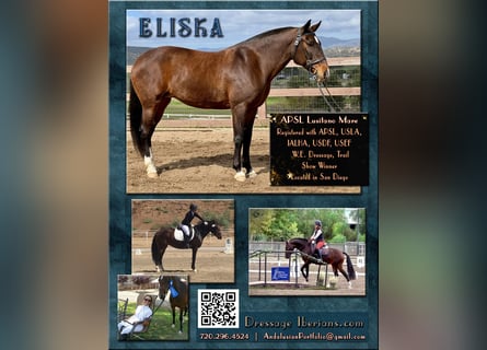 Lusitano, Klacz, 16 lat, 147 cm, Gniada