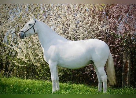 Lusitano, Klacz, 18 lat, 160 cm, Siwa