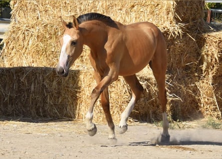 Lusitano, Klacz, 1 Rok, 139 cm, Bułana