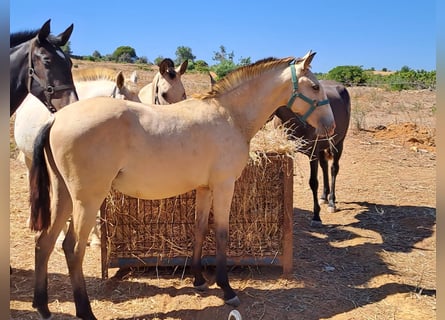 Lusitano, Klacz, 1 Rok, 146 cm, Bułana