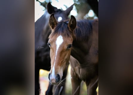 Lusitano, Klacz, 1 Rok, 158 cm, Gniada