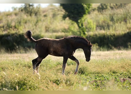 Lusitano Mix, Klacz, 1 Rok, 160 cm, Kara