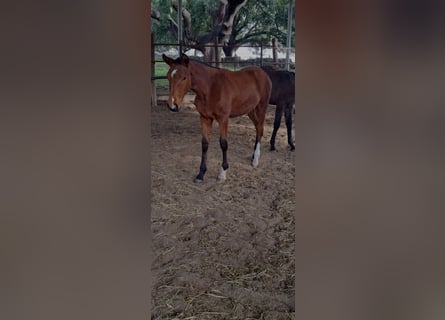 Lusitano, Klacz, 1 Rok, 162 cm, Gniada