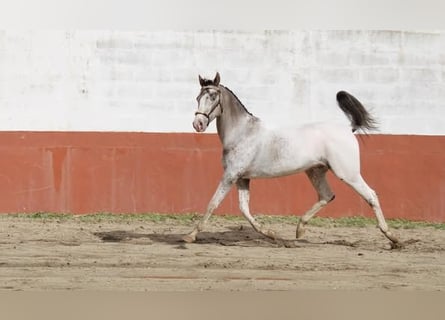 Lusitano Mix, Klacz, 1 Rok, 163 cm, Tarantowata
