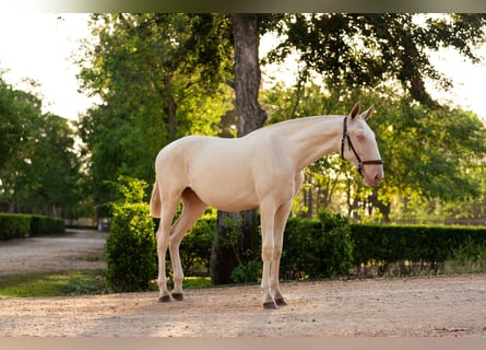 Lusitano, Klacz, 1 Rok, Cremello