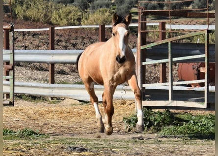 Lusitano, Klacz, 2 lat, 145 cm, Bułana