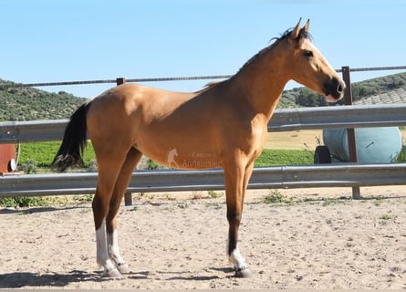 Lusitano, Klacz, 2 lat, 148 cm, Bułana