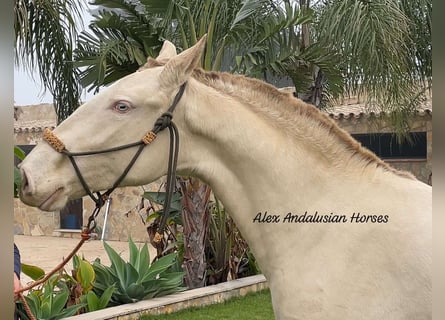 Lusitano, Klacz, 2 lat, 152 cm, Perlino