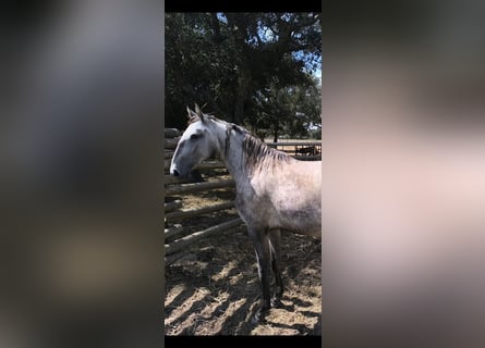 Lusitano, Klacz, 2 lat, 152 cm, Siwa