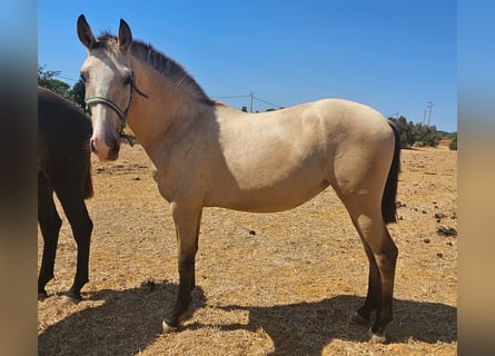 Lusitano, Klacz, 2 lat, 156 cm, Bułana