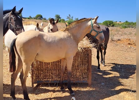 Lusitano, Klacz, 2 lat, 156 cm, Bułana