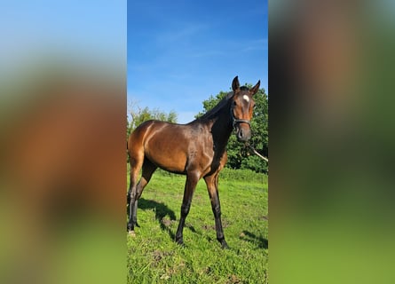 Lusitano, Klacz, 2 lat, 158 cm, Gniada
