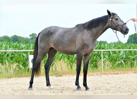 Lusitano, Klacz, 2 lat, 158 cm, Karosiwa