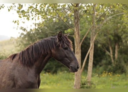 Lusitano, Klacz, 2 lat, 160 cm, Kara