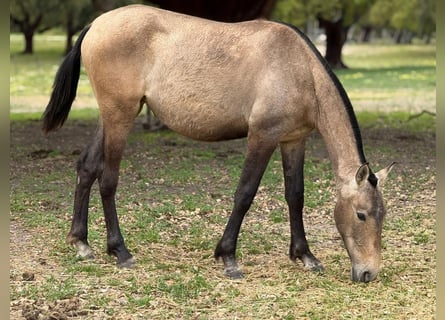 Lusitano, Klacz, 2 lat, 162 cm, Bułana