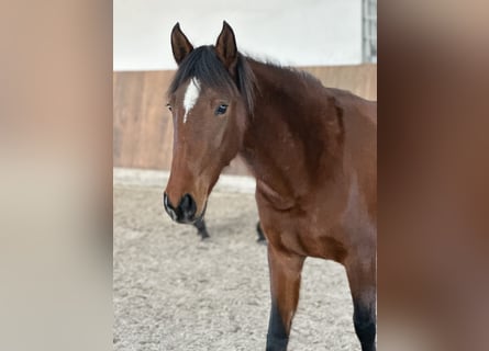 Lusitano, Klacz, 3 lat, 155 cm, Gniada