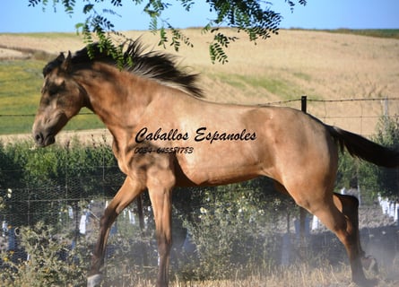 Lusitano, Klacz, 3 lat, 155 cm, Jelenia