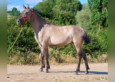 Lusitano Mix, Klacz, 3 lat, 158 cm, Grullo