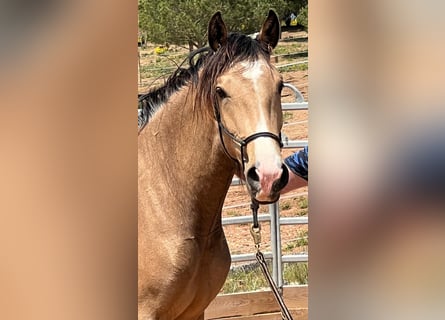 Lusitano, Klacz, 3 lat, 160 cm, Bułana