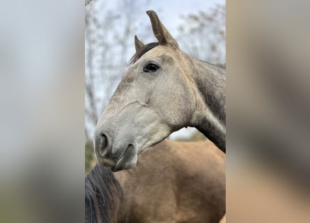 Lusitano, Klacz, 3 lat, 160 cm, Siwa