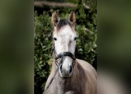 Lusitano, Klacz, 3 lat, 160 cm, Siwa