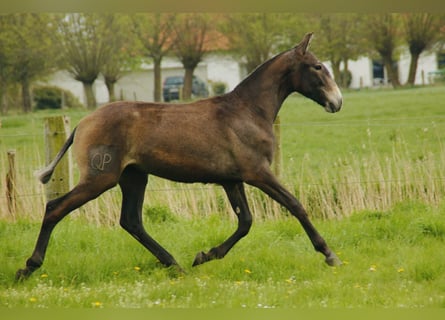 Lusitano, Klacz, 3 lat, 165 cm, Siwa