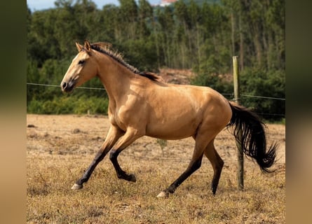 Lusitano, Klacz, 3 lat, Jelenia