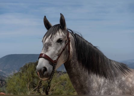 Lusitano, Klacz, 4 lat, 153 cm, Siwa jabłkowita