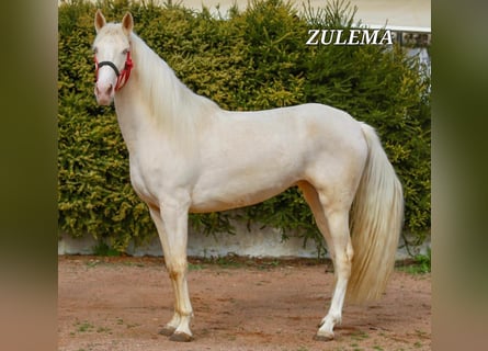 Lusitano, Klacz, 4 lat, 156 cm, Cremello