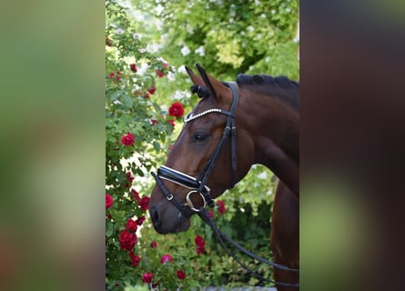 Lusitano, Klacz, 4 lat, 160 cm, Gniada