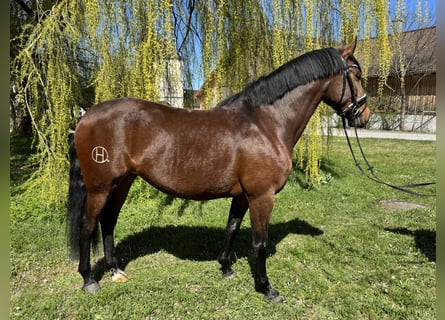 Lusitano, Klacz, 4 lat, 160 cm, Gniada