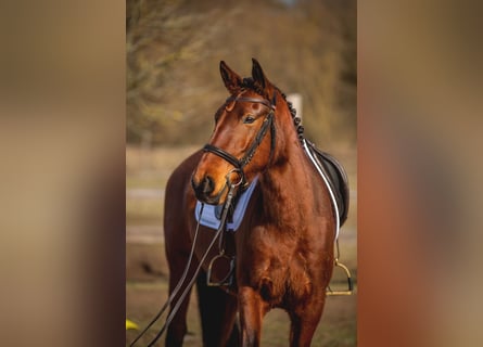 Lusitano, Klacz, 4 lat, 162 cm, Gniada