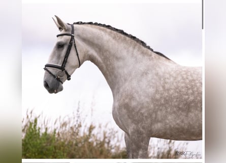 Lusitano, Klacz, 4 lat, 166 cm, Siwa