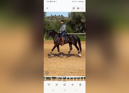 Lusitano, Klacz, 4 lat, 168 cm, Kara