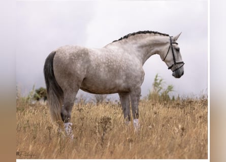 Lusitano, Klacz, 4 lat, 168 cm, Siwa