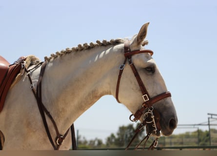 Lusitano, Klacz, 5 lat, 158 cm, Kasztanowatodereszowata